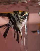 Angel Fish XII Fine Art Print