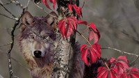Autumn Wolf Fine Art Print