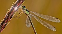 Green Dragonfly On In Nature Fine Art Print