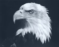 Bald Eagle 3 Fine Art Print