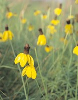 Wild Yellow Flowers  In Grass II Fine Art Print