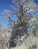 Theodore Roosevelt National Park 43 Fine Art Print