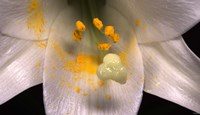 White Flower And Yellow Pollen Fine Art Print