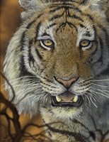 Night Vision Fine Art Print