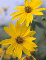 Yellow Blooming Flower Duo II Fine Art Print