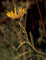 Yellow Wildflower Solo Fine Art Print