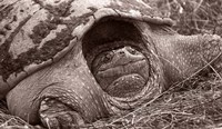 Buffalo River Tortoise Fine Art Print