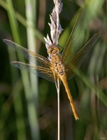 Yellow Dragonfly On White Bloom Fine Art Print