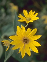 Yellow Blooming Flower Duo I Fine Art Print