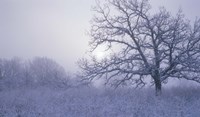 Snow Terrain Tree VI Fine Art Print