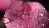 Pink Flower With Dew Closeup Fine Art Print