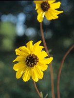 Yellow And Brown Wildflowers Fine Art Print