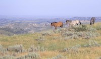 Wild Horses 24 Fine Art Print
