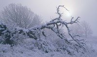 Snow Terrain Tree II Fine Art Print