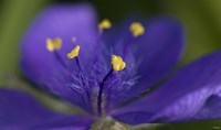 Purple And Yellow Flower Closeup Fine Art Print