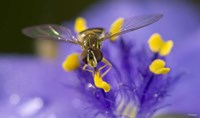 Bee Resting On Purple And Yellow Flower Closeup Fine Art Print