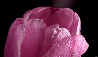 Pink Tulip Petals And Dew Fine Art Print