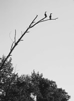 Bird Silhouettes On Branch Fine Art Print