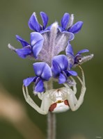 White Insect Under Blue Flower Fine Art Print