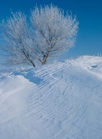 Snow Terrain Tree V Fine Art Print