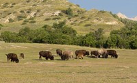 Bison Grazing Fine Art Print