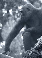 Gorilla 2 Fine Art Print