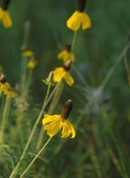 Shades Of Nature Yellow Flowers Green Center I Fine Art Print