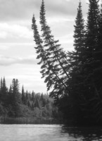 Ash River 5 Fine Art Print