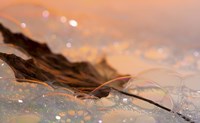 Fall Leaf Floating In Water Bubbles I Fine Art Print