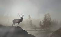 Yellowstone Elk Fine Art Print