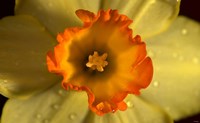 Orange And Yellow Flower Closeup Fine Art Print