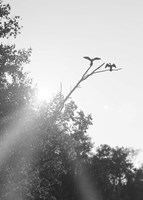 Flying Bird Silhouettes On Branches Fine Art Print