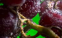 Grapes Covered With Water Drops Closeup Fine Art Print