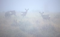 Theodore Roosevelt National Park Deer Fine Art Print