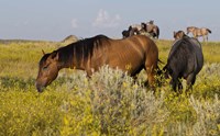 Horses Grazing In Yellow Field III Fine Art Print