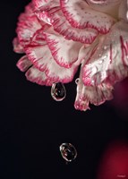 Red And White Carnation And Raindrops Fine Art Print