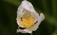 North Shore White Flower With Dew Fine Art Print