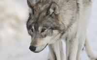 Zoo Wolf 7 Fine Art Print