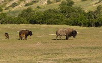 Bison And Baby Bison Fine Art Print