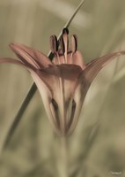 Red Flower And Grass Blade Vertical Fine Art Print