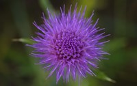 Shades Of Nature Purple Spiked Flower II Fine Art Print