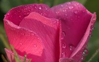 Pink Flower Petals And Dew Closeup Fine Art Print