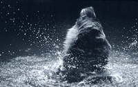 Grizzly Splash Fine Art Print