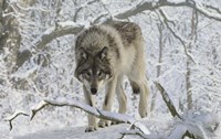 Zoo Wolf 3 Fine Art Print