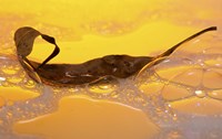 Leaf Floating In Yellow Water Fine Art Print