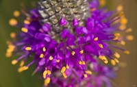 Purple And Yellow Flower On Green Closeup Fine Art Print
