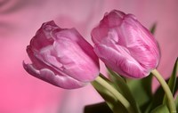 Pink Tulip Duo Fine Art Print
