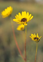 Yellow Blooming Flower Trio Fine Art Print