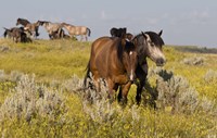 Horses Grazing In Yellow And White Field II Fine Art Print