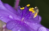 Bee On Purple And Yellow Flower Fine Art Print